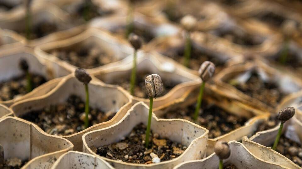 macro-1840261_960_720|Visita-Benihort-Benicarló en verd2